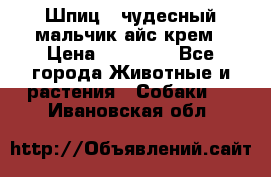 Шпиц - чудесный мальчик айс-крем › Цена ­ 20 000 - Все города Животные и растения » Собаки   . Ивановская обл.